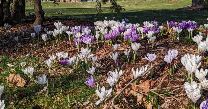Nova Scotia residents, businesses rejoice as spring weather arrives – Halifax