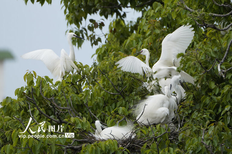 Changxing, Zhejiang: Ecological beauty egrets fly–Society and the rule of law–People's Daily Online